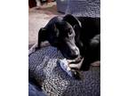 Adopt Daisy a Labrador Retriever, Border Collie