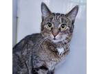 Adopt Halo a Tabby, Extra-Toes Cat / Hemingway Polydactyl