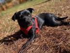 Adopt Ebbie a Labrador Retriever, Terrier