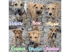 Adopt Violette, Rose, Alysse, Cosmos, Dhalia and Jasmine a Shepherd