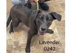 Adopt Lavender a Labrador Retriever
