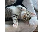 Adopt Cinnamon a Domestic Short Hair