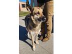 Adopt Serina a German Shepherd Dog