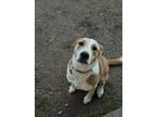 Adopt Eevee SC a Labrador Retriever