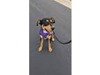 Adopt Artemis SC a Rottweiler