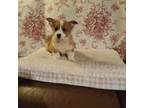 Pembroke Welsh Corgi Puppy for sale in Fair Play, SC, USA