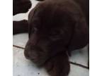 Labrador Retriever Puppy for sale in Lakeland, FL, USA