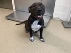 Adopt Minnie a Pit Bull Terrier, Mixed Breed