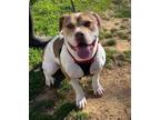 Adopt Ziggy a Pit Bull Terrier