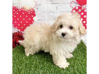 Maltipoo Puppy for sale in Dallas, TX, USA