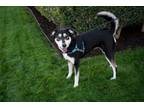 Adopt Gillie a Husky