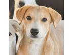 Adopt Paris a Labrador Retriever, Collie