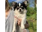 Chihuahua Puppy for sale in North Little Rock, AR, USA