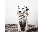 Dalmatian Puppy for sale in Fort White, FL, USA