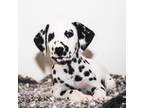 Dalmatian Puppy for sale in Fort White, FL, USA