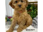 Cavapoo Puppy for sale in Inwood, IA, USA