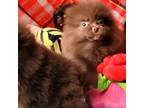 Pomeranian Puppy for sale in Grand Rapids, MN, USA
