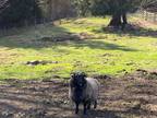 Adopt Ella a Sheep