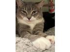 Adopt Ocelot a Tabby