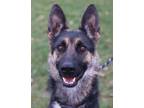 Adopt Numa a German Shepherd Dog