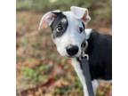 Adopt Clarabelle - Cow Litter - AVAILABLE a Pit Bull Terrier, Border Collie