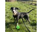 Adopt Tupacent - Cow Litter - AVAILABLE a Pit Bull Terrier, Border Collie