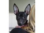 Adopt Rain a Miniature Pinscher, Mixed Breed