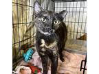 Madrid, Domestic Shorthair For Adoption In Los Angeles, California