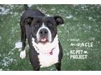 Adopt Miracle a Pit Bull Terrier, Mixed Breed