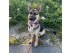 Adopt Kit Kat a German Shepherd Dog