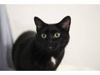 Adopt Rhubarb Pie a Domestic Short Hair