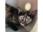 Adopt Taffy a Domestic Short Hair