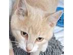 Adopt Claudia a Domestic Short Hair