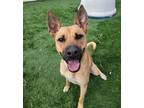 Adopt Star a Basenji