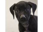 Adopt Sweet Pea a Black Labrador Retriever
