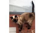 Adopt Beyonce a Siamese