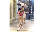 Adopt Lilo a Black Mouth Cur