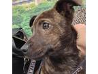 Adopt Ruby GHJ a Plott Hound