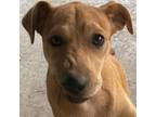 Adopt Joplin JH a Catahoula Leopard Dog, Shepherd