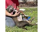Adopt Daisy May KF a Pit Bull Terrier, Mixed Breed