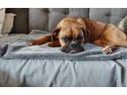 Adopt Brandy - LOTS OF ADOPTION INTEREST!!! a Boxer
