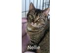 Adopt Nellie a Domestic Short Hair