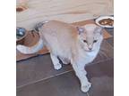 Adopt Sierra a Extra-Toes Cat / Hemingway Polydactyl