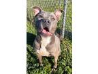 Adopt BELLA a Staffordshire Bull Terrier