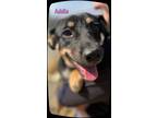 Adopt Addie a Labrador Retriever, German Shepherd Dog