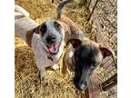 Adopt Mahi a Basset Hound, Shepherd