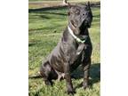 Adopt Eden a Presa Canario