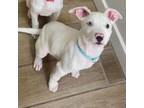 Adopt Aspen a Jack Russell Terrier, Labrador Retriever