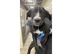 Adopt Apple Fritter a Mixed Breed
