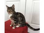 Adopt Crocus - sweet and quiet a Domestic Short Hair
